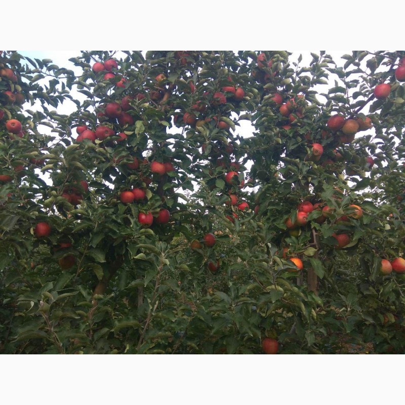 Фото 4. Продам яблука врожаю 2020 з саду