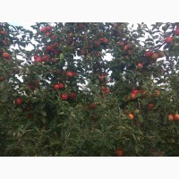 Продам яблука врожаю 2020 з саду