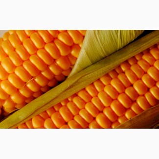 Кукуруза с повышенной зерновой