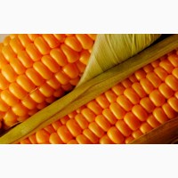 Кукуруза с повышенной зерновой