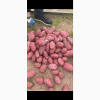 Продовольственный картофель