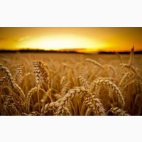 Семена озимой пшеницы ТОБАК Германия