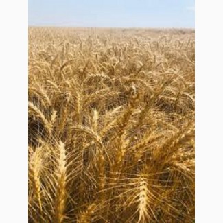 Озимая мягкая пшеница Магнитка