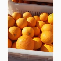 Апельсин оптом и в розницу