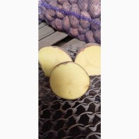 Продам картоплю 22т