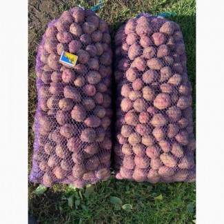 Продам насінневу картоплю Пікасо оптом, 2 репродукція