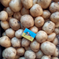 Продам оптом від виробника пророщене насіння картоплі Арізона, Белла Роса, Пікассо УМАНЬ