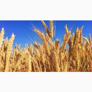 Продам пшеницю фураж Вінницька область