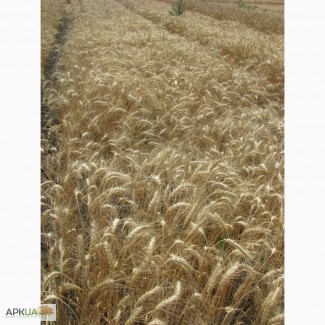 Семена пшеницы озимой - сорт Одесская 267. 1 репродукция