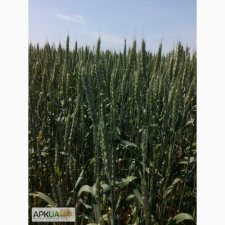 Предлагаем семена озимой пшеницы