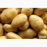 Элитный семенной картофель оптом от 10 тонн