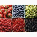 Услуги по переработке, очистки и сушки зерна, ягод, фруктов и овощей