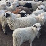 Продам ярок овец бараны