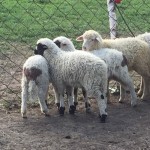 Продам ярок овец бараны