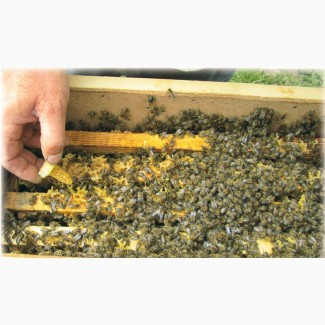 Продам Бджолопакети, Бджолосім#039;ї. Українка. Житомирська область