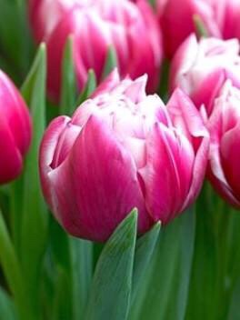 Фото 2. Прекрасный Голландский тюльпан к 8 марта