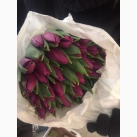 Прекрасный Голландский тюльпан к 8 марта