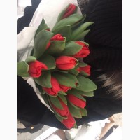 Прекрасный Голландский тюльпан к 8 марта