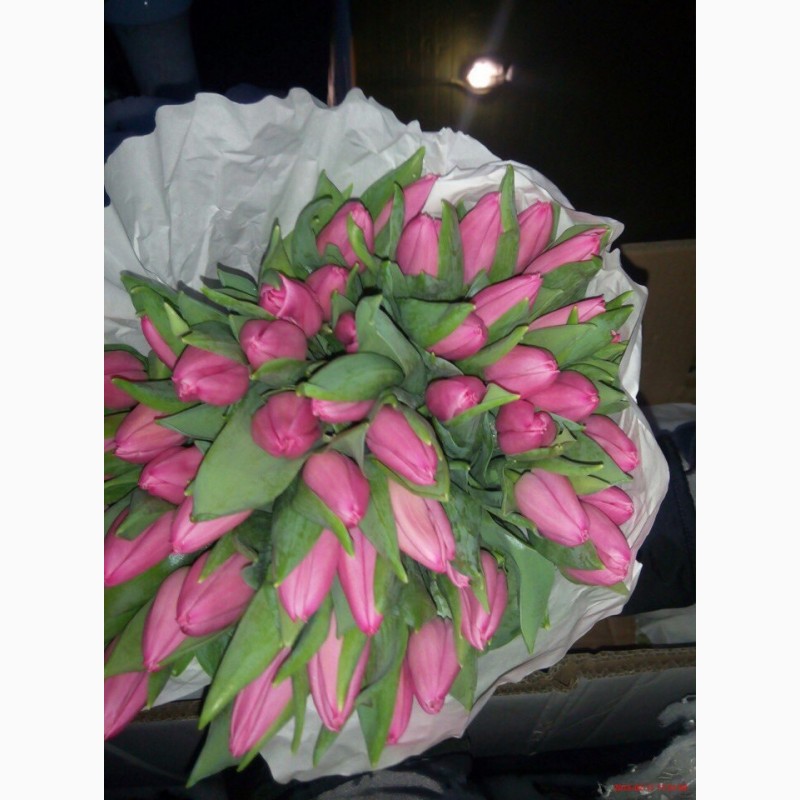 Фото 8. Прекрасный Голландский тюльпан к 8 марта