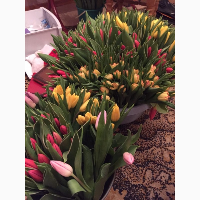 Фото 9. Прекрасный Голландский тюльпан к 8 марта