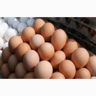 Продам інкубаційні яйця курей Мастер Грей. М#039;ясо яєчний гібрид