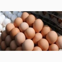 Продам інкубаційні яйця курей Мастер Грей. М#039;ясо яєчний гібрид