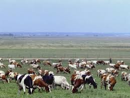 Фото 2. Агропідприємству потрібні пастухи для випаса гурту корів