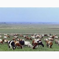 Агропідприємству потрібні пастухи для випаса гурту корів