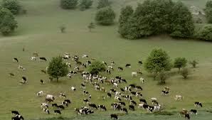 Фото 3. Агропідприємству потрібні пастухи для випаса гурту корів