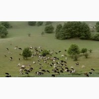 Агропідприємству потрібні пастухи для випаса гурту корів