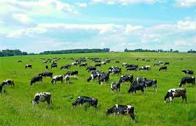 Фото 4. Агропідприємству потрібні пастухи для випаса гурту корів