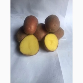 Семенной картофель. Солановские сорта