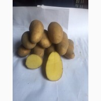 Семенной картофель. Солановские сорта
