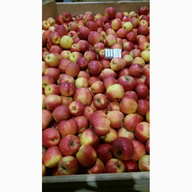 Фото 2. Продам яблука, виноград ОПТ з холодильника