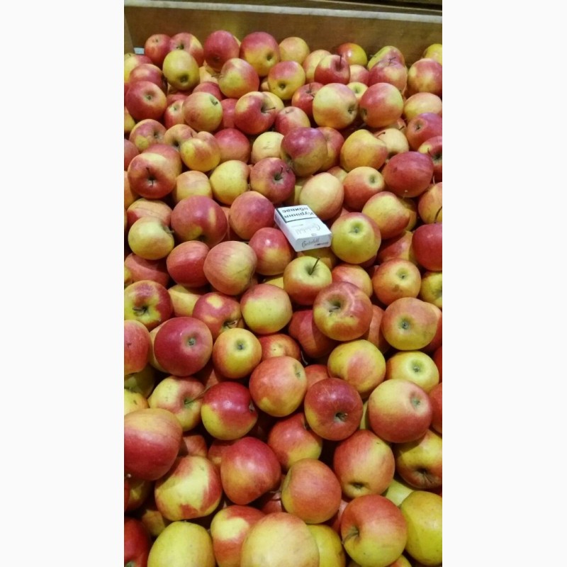 Фото 3. Продам яблука, виноград ОПТ з холодильника