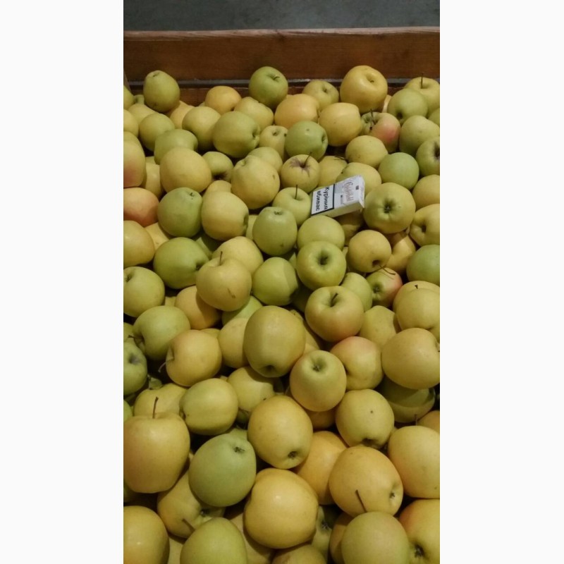 Фото 4. Продам яблука, виноград ОПТ з холодильника