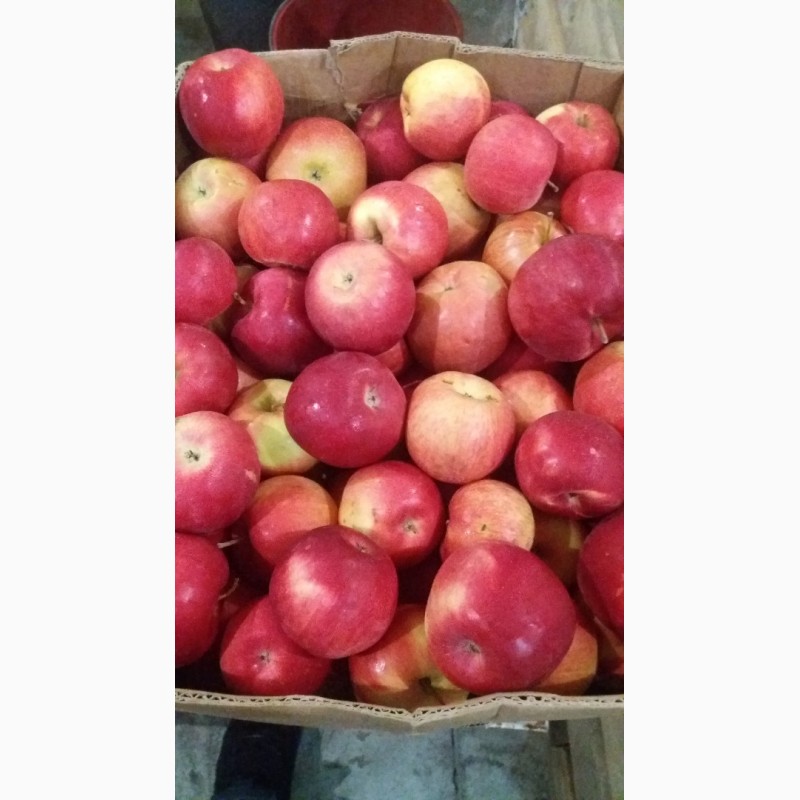Фото 5. Продам яблука, виноград ОПТ з холодильника
