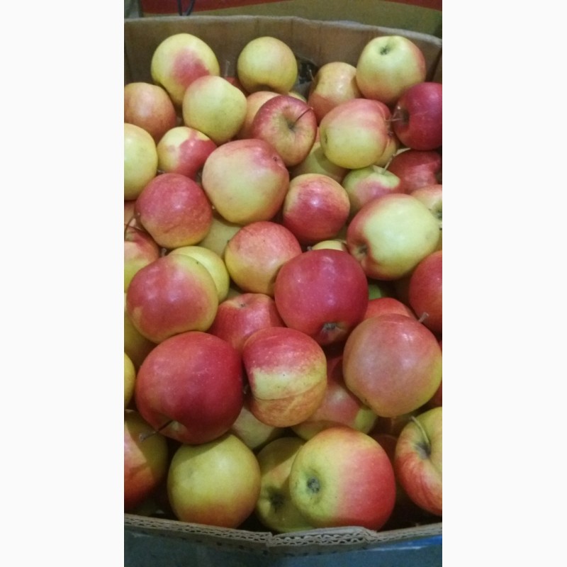 Фото 6. Продам яблука, виноград ОПТ з холодильника