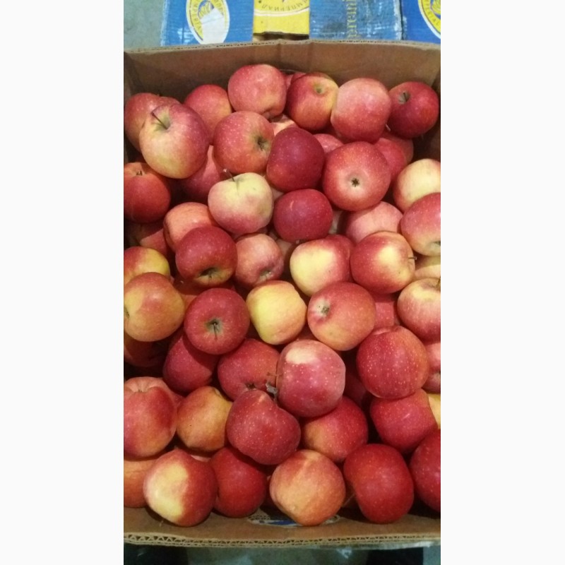 Фото 7. Продам яблука, виноград ОПТ з холодильника
