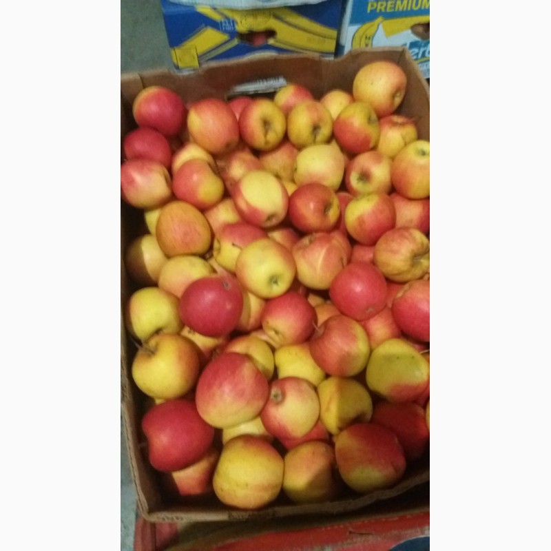 Фото 8. Продам яблука, виноград ОПТ з холодильника
