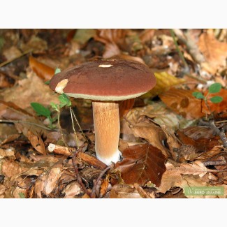 Мицелий польского гриба, мицелий шампиньона - семена грибов почтой