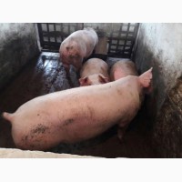 Продам свиней живою вагою 120-150