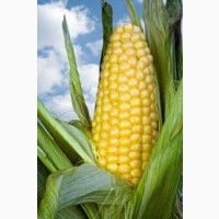 Гибрид Латизана ФАО 320 семена кукурузы