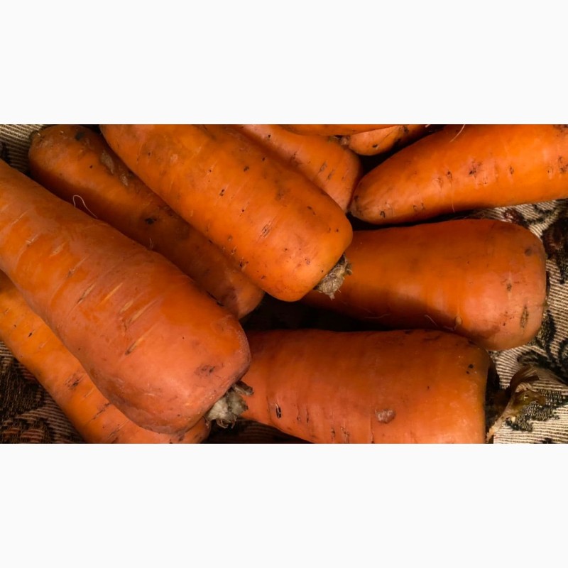 Фото 10. Продам морковь