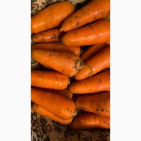 Продам морковь