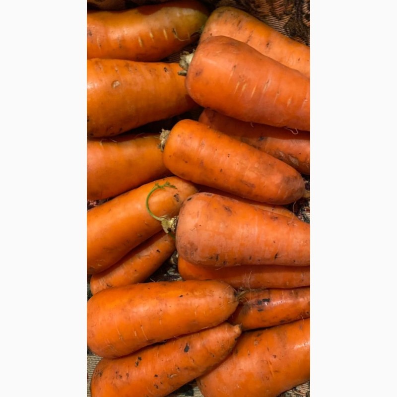 Фото 3. Продам морковь