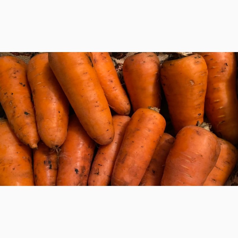 Фото 7. Продам морковь
