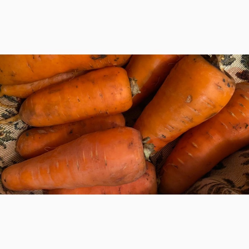 Фото 9. Продам морковь