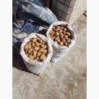 Продам насінневу картоплю Гранада