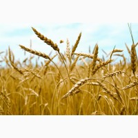 На условиях СРТ закупка пшеницы